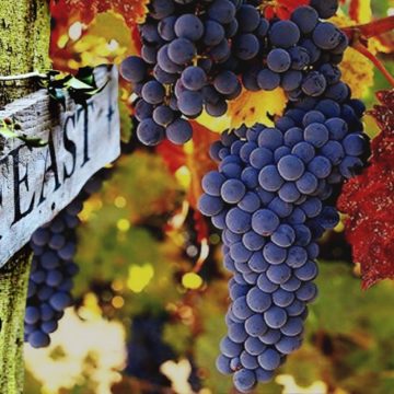Wine Harvest Feast